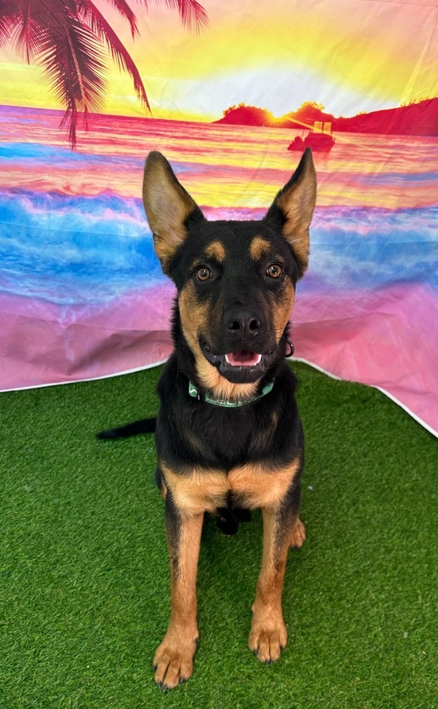 Chevy, an adoptable German Shepherd Dog in Brookings, OR, 97415 | Photo Image 3