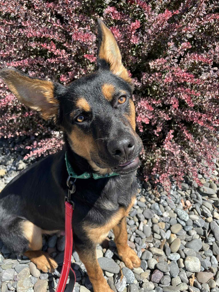 Chevy, an adoptable German Shepherd Dog in Brookings, OR, 97415 | Photo Image 4