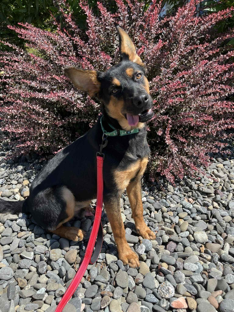 Chevy, an adoptable German Shepherd Dog in Brookings, OR, 97415 | Photo Image 5