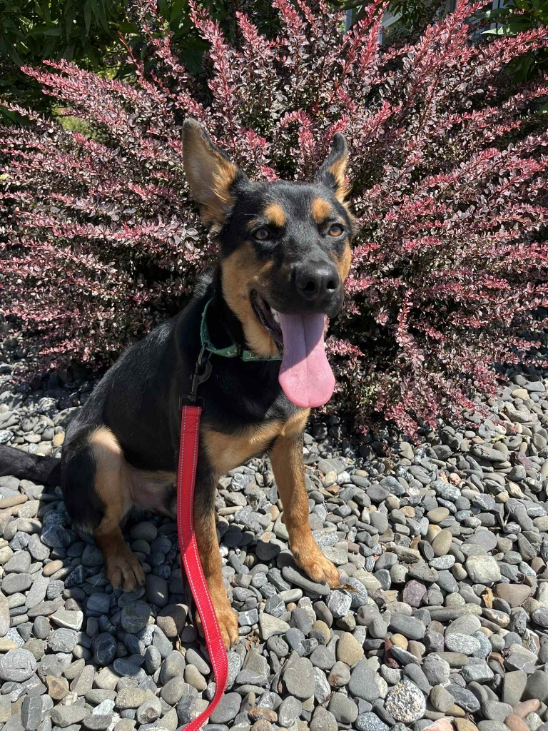 Chevy, an adoptable German Shepherd Dog in Brookings, OR, 97415 | Photo Image 6