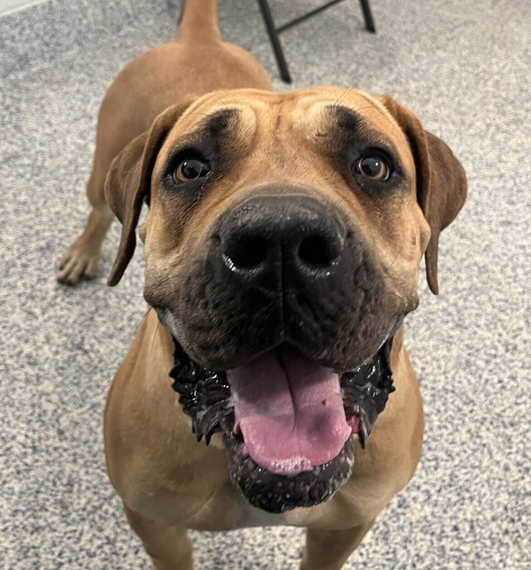 Tiny, an adoptable Boerboel in Golden, CO, 80401 | Photo Image 1