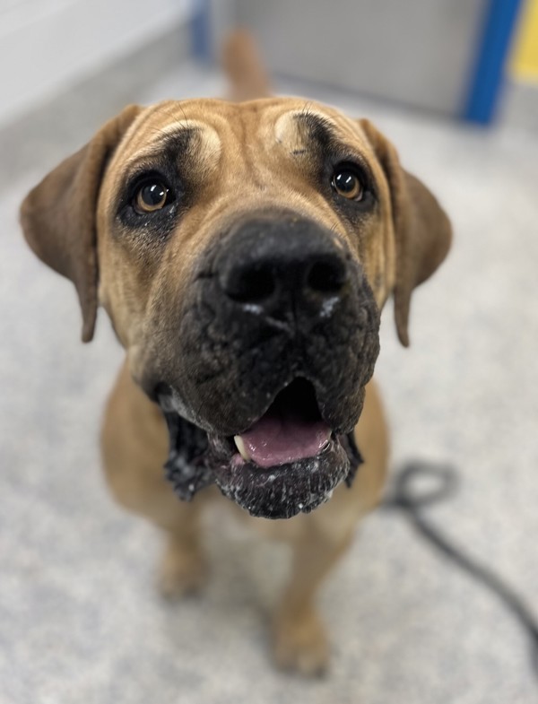 Tiny, an adoptable Boerboel in Golden, CO, 80401 | Photo Image 2