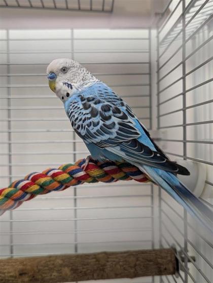 Blueberry