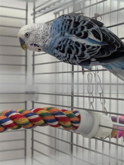 Blueberry