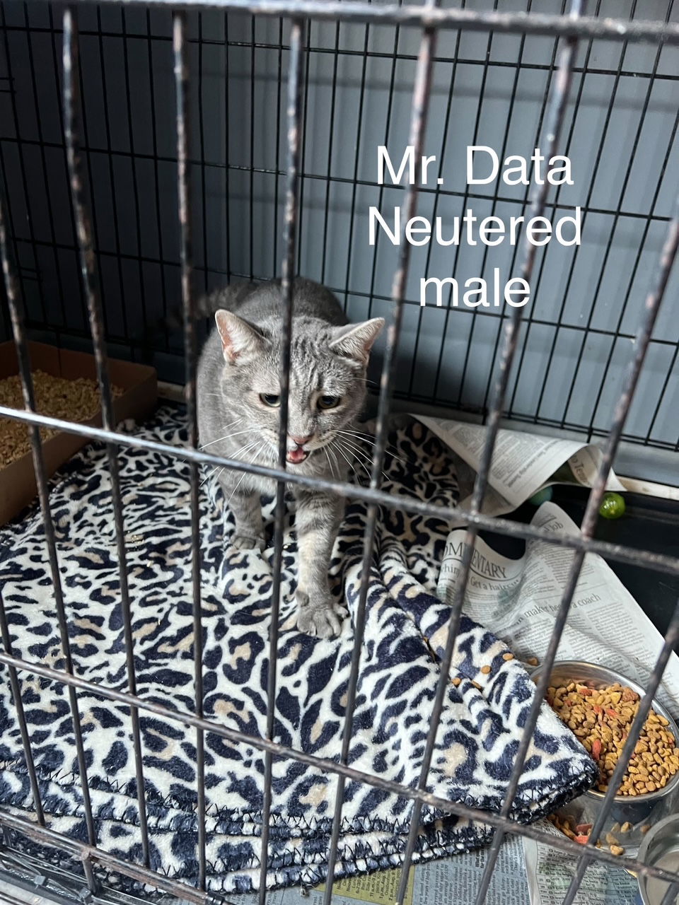 Mr. Data