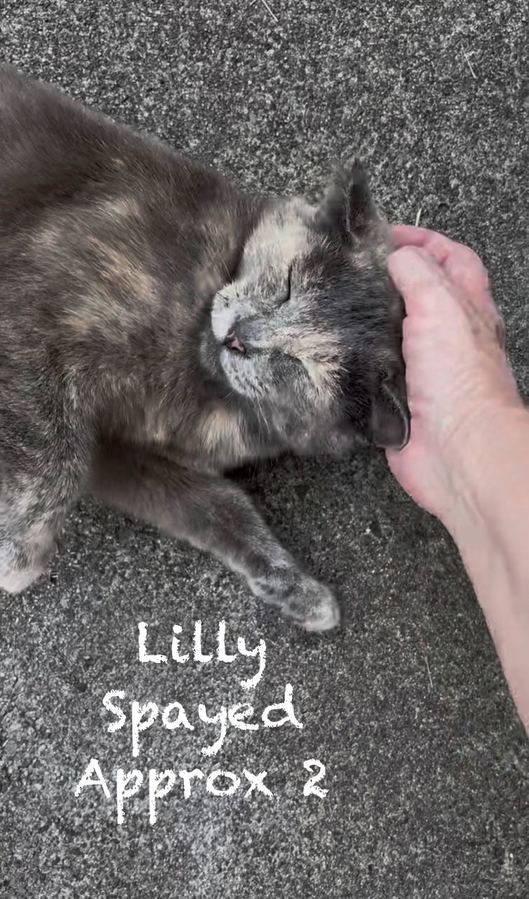 Lilly