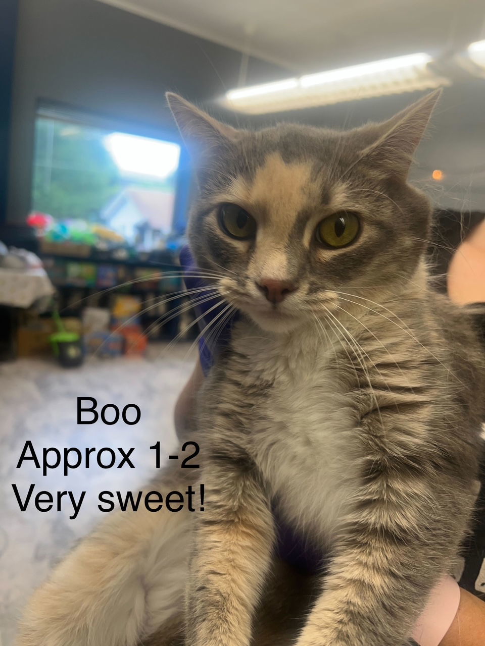 Boo