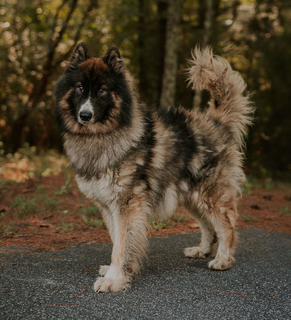 25-08-2383 Powers, an adoptable Keeshond in Dallas, GA, 30132 | Photo Image 1