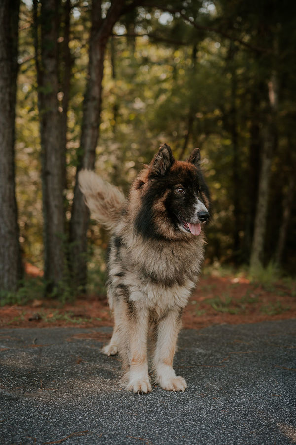 25-08-2383 Powers, an adoptable Keeshond in Dallas, GA, 30132 | Photo Image 2