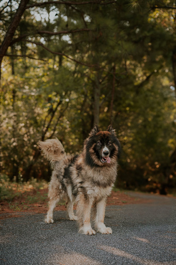 25-08-2383 Powers, an adoptable Keeshond in Dallas, GA, 30132 | Photo Image 3