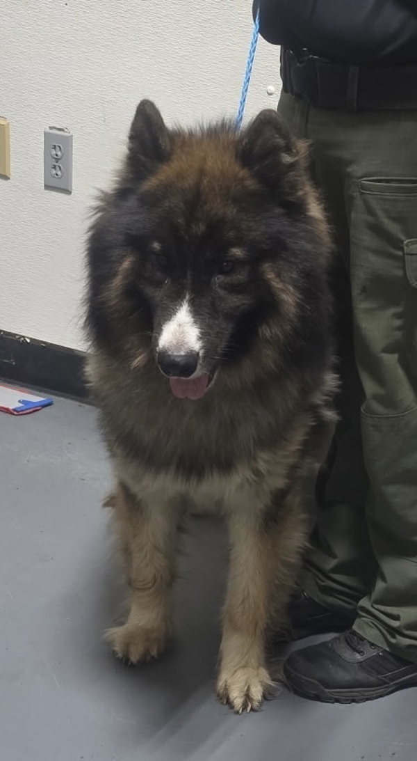 25-08-2383 Powers, an adoptable Keeshond in Dallas, GA, 30132 | Photo Image 4