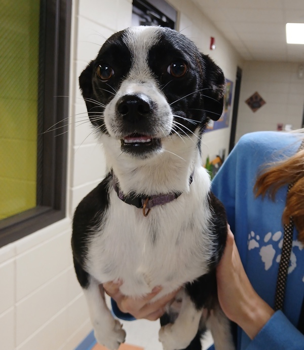 Lulu