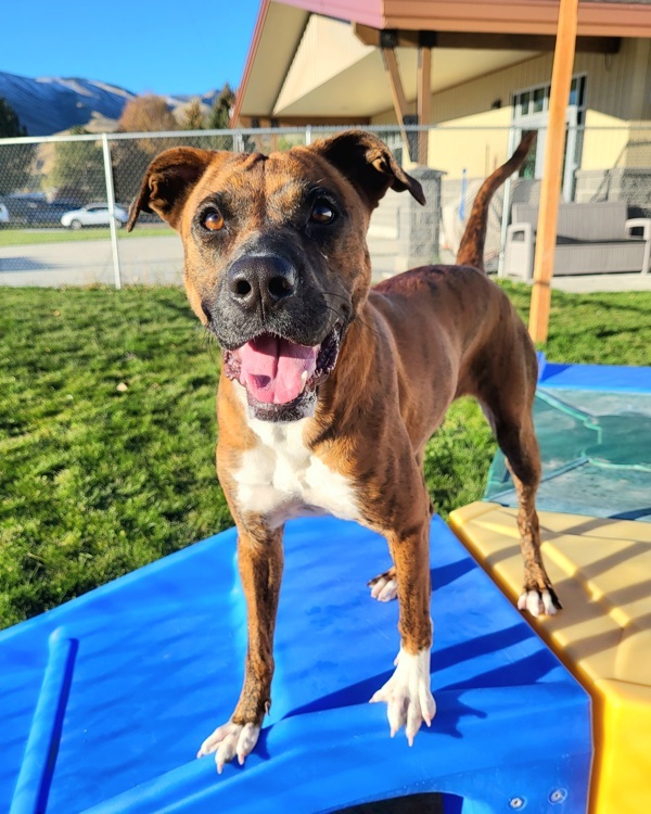 Luna 45040, an adoptable Boxer, Pit Bull Terrier in Pocatello, ID, 83205 | Photo Image 1