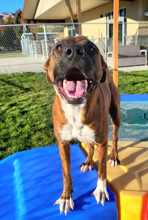 Luna 45040, an adoptable Boxer, Pit Bull Terrier in Pocatello, ID, 83205 | Photo Image 2