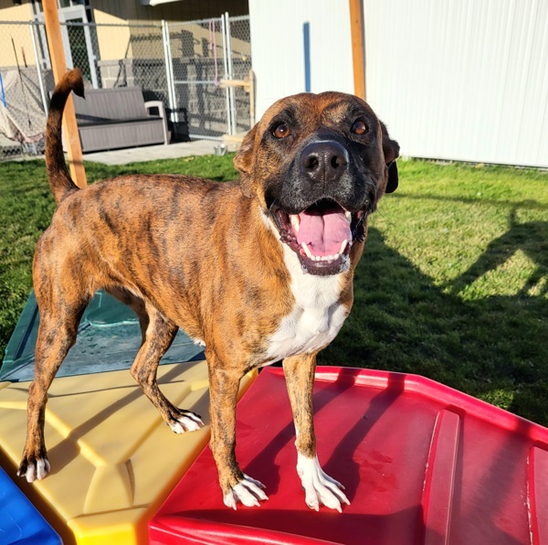 Luna 45040, an adoptable Boxer, Pit Bull Terrier in Pocatello, ID, 83205 | Photo Image 3