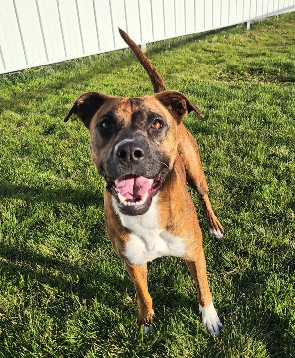 Luna 45040, an adoptable Boxer, Pit Bull Terrier in Pocatello, ID, 83205 | Photo Image 4