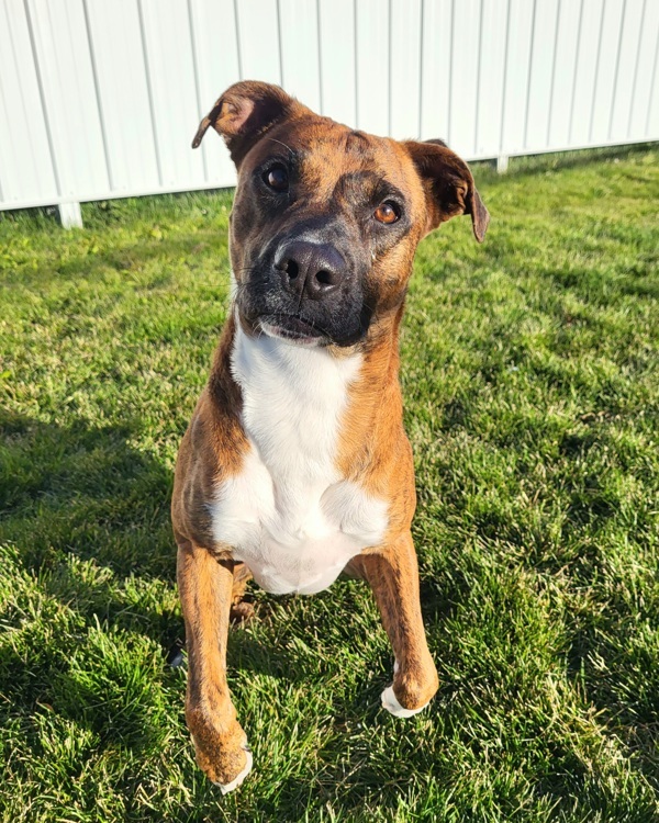 Luna 45040, an adoptable Boxer, Pit Bull Terrier in Pocatello, ID, 83205 | Photo Image 5