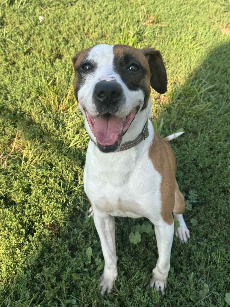 Kynchee