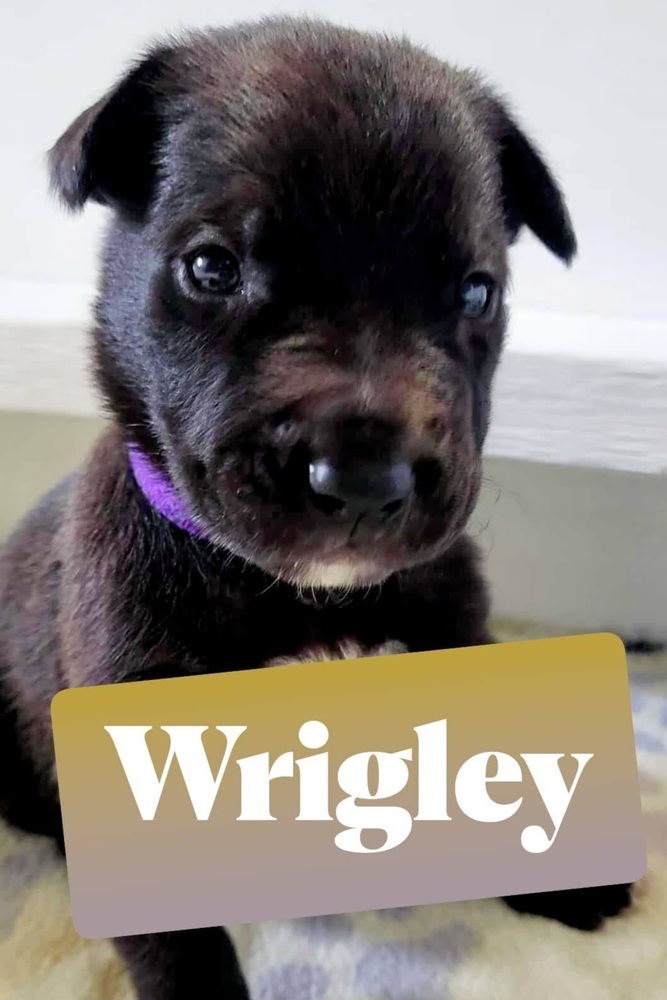 Sweet Candy Wrigley, Male fna "Purple Band"