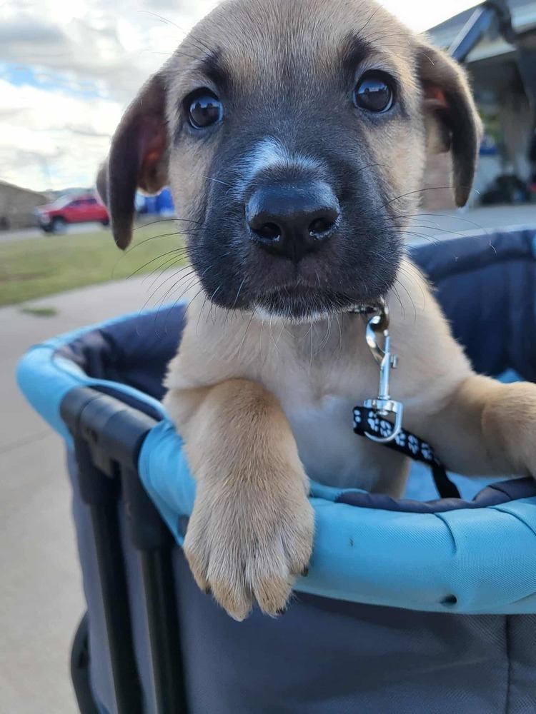 Sweet Candy Heath male fna Black Band