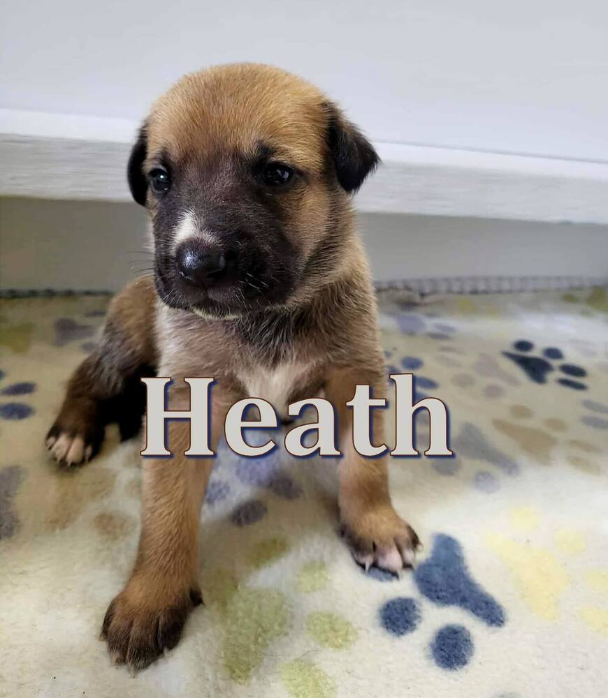 Sweet Candy Heath male fna Black Band