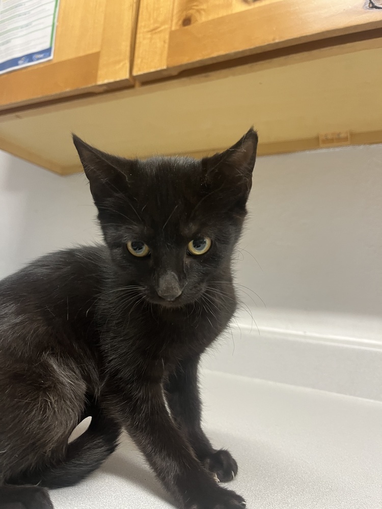 Callie, an adoptable Domestic Short Hair in Salmon, ID, 83467 | Photo Image 1