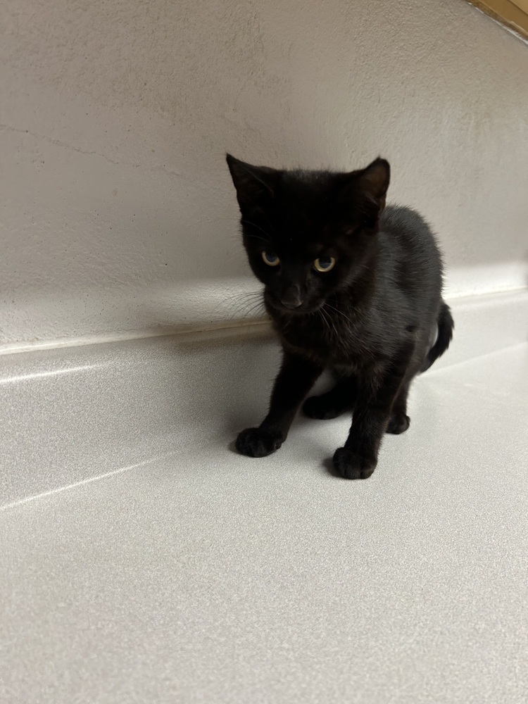 Callie, an adoptable Domestic Short Hair in Salmon, ID, 83467 | Photo Image 2