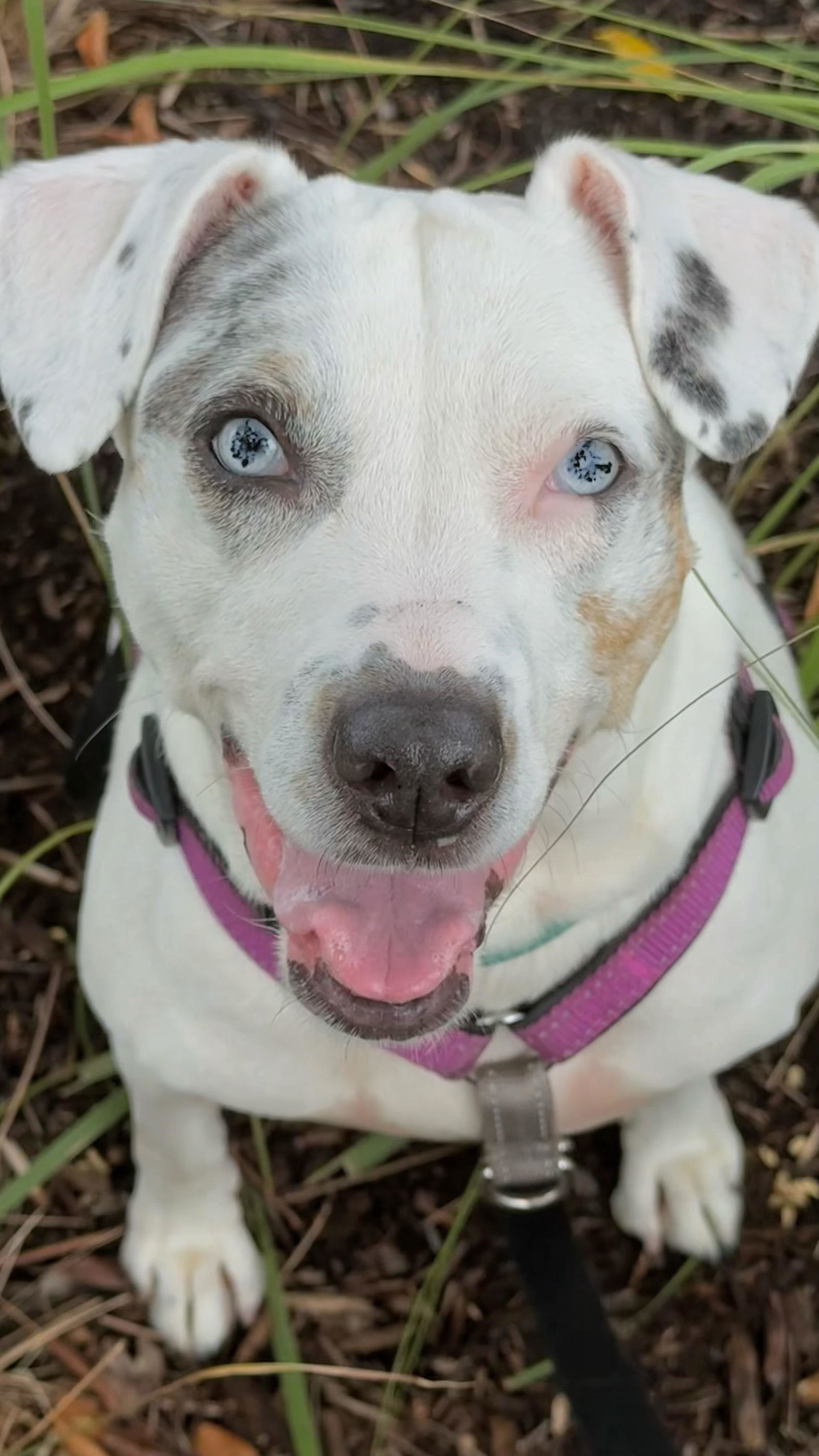 Harper