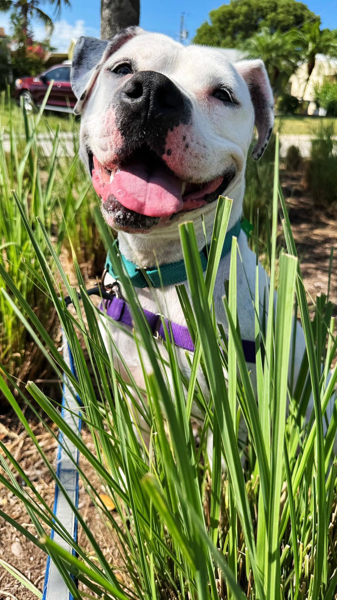 Lola
