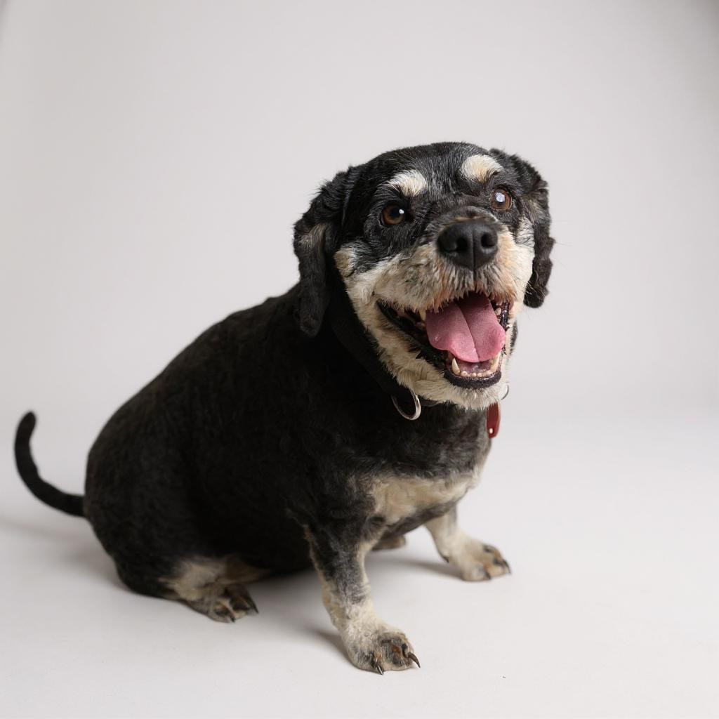Jilly Kim, an adoptable Cockapoo in Berwick, PA, 18603 | Photo Image 1