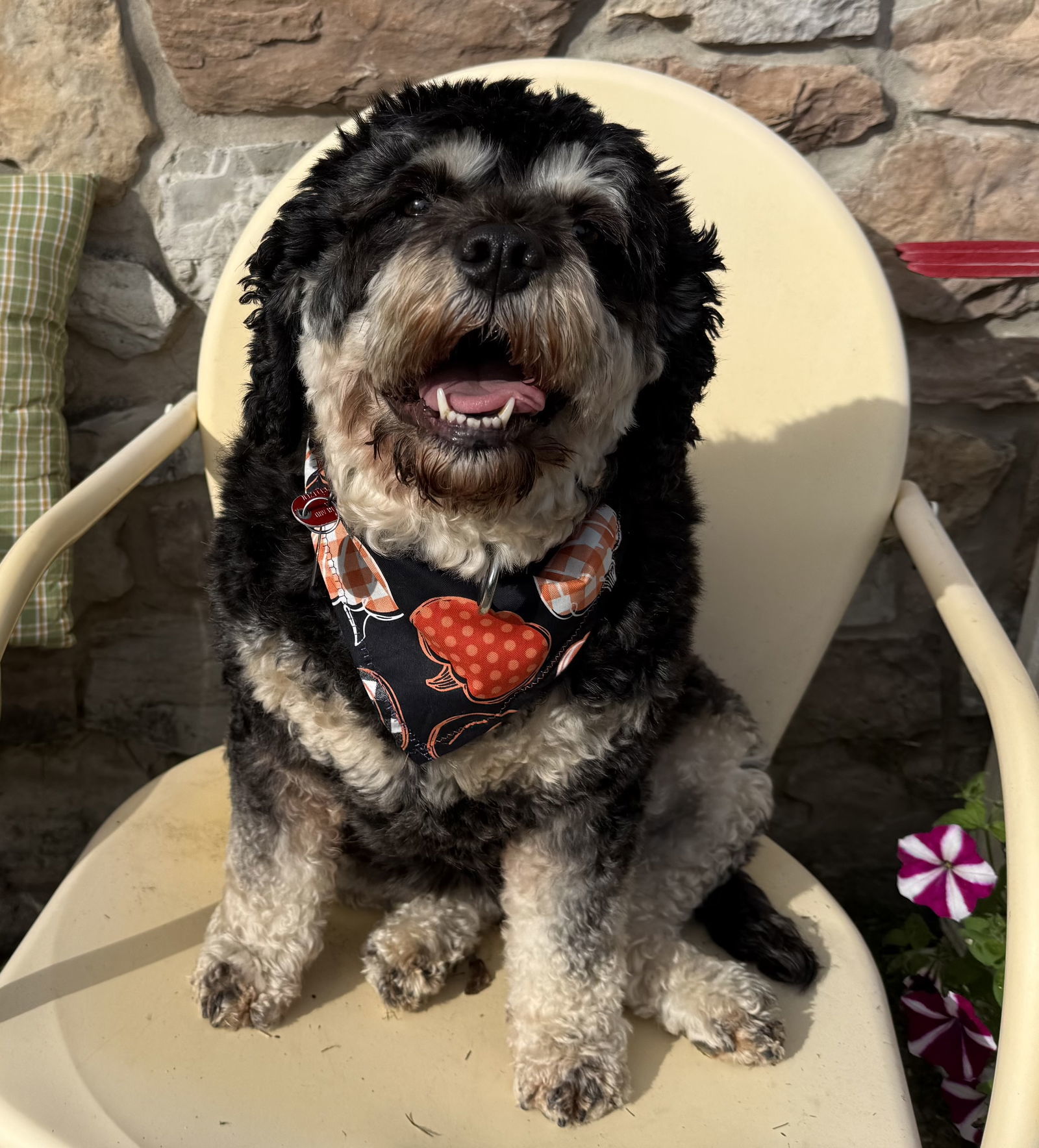 Jilly Kim, an adoptable Cockapoo in Berwick, PA, 18603 | Photo Image 1