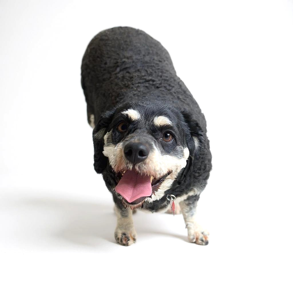 Jilly Kim, an adoptable Cockapoo in Berwick, PA, 18603 | Photo Image 2