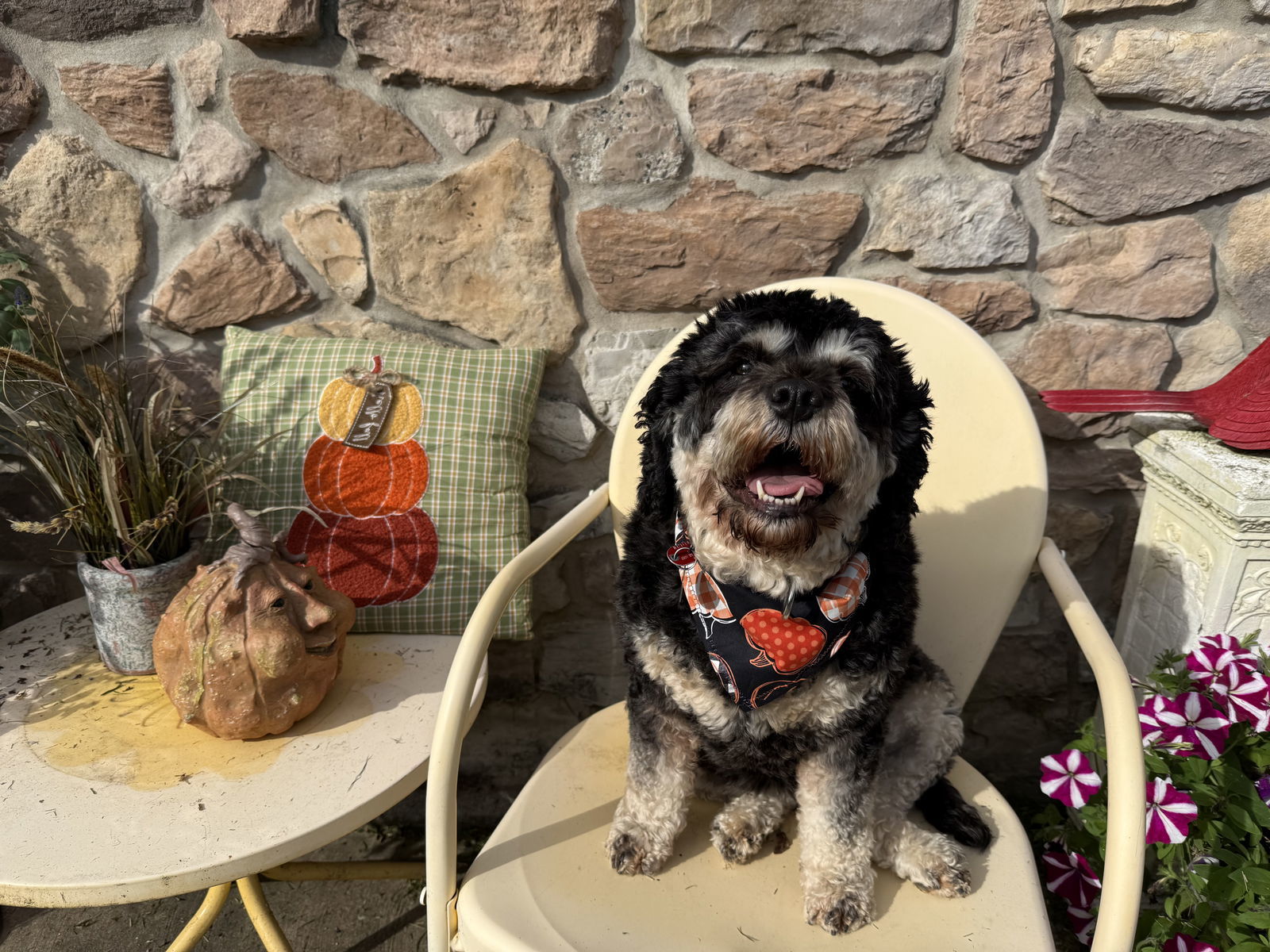 Jilly Kim, an adoptable Cockapoo in Berwick, PA, 18603 | Photo Image 2