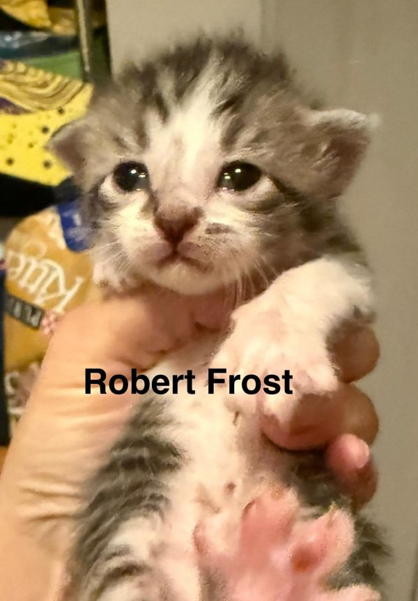 Robert Frost thumbnail 2