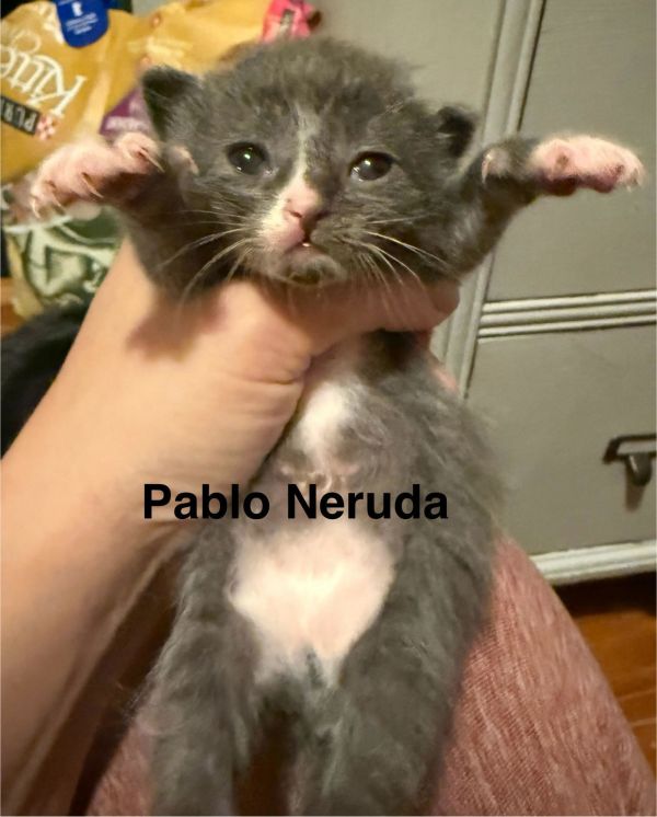 Pablo Neruda thumbnail 3