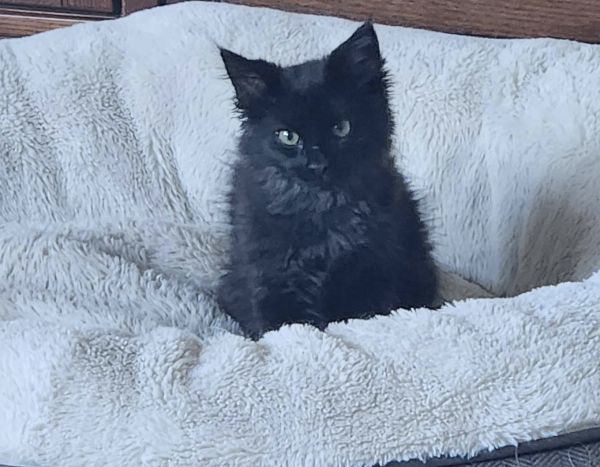 Amaretto