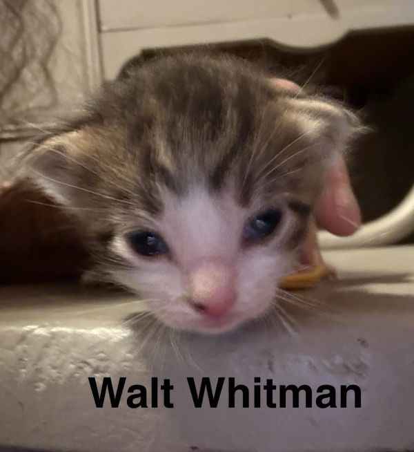 Walt Whitman thumbnail 3
