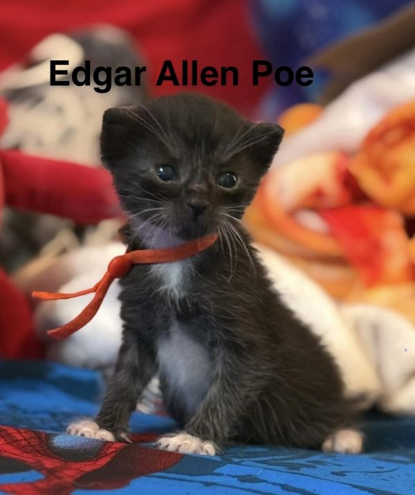 Edgar Allen Poe