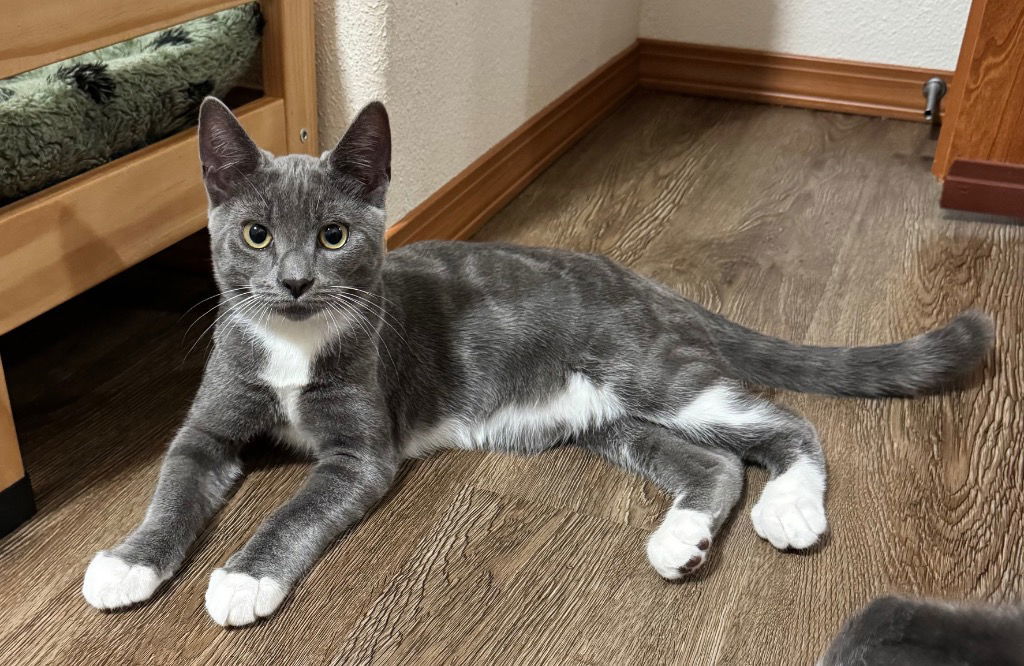 Karis (gray)