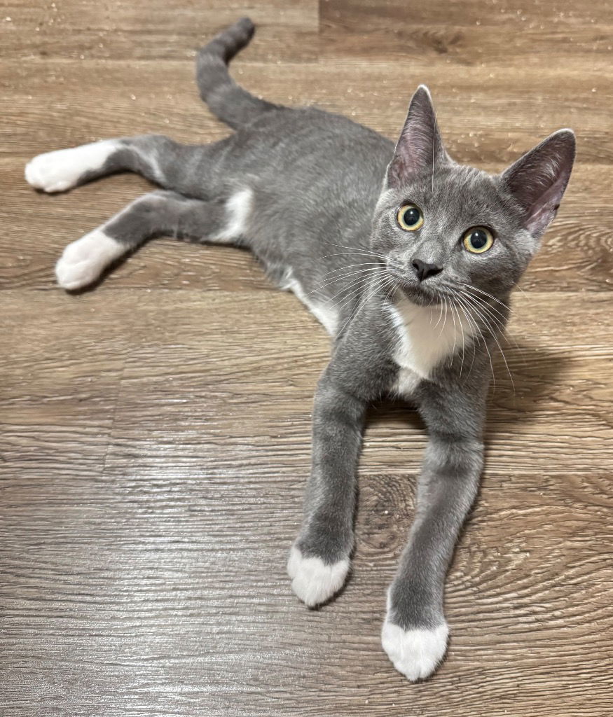 Karis (gray)