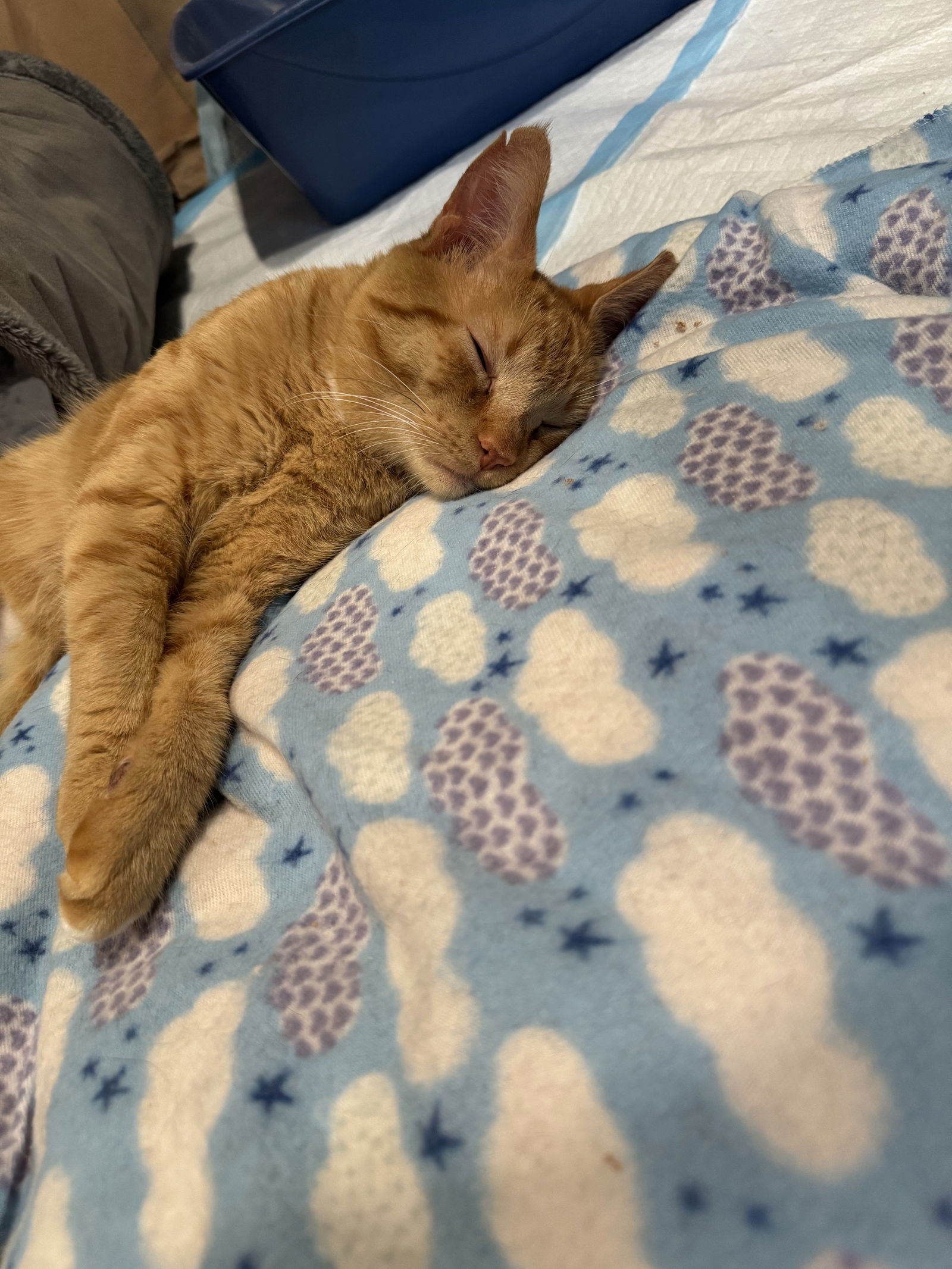 Oskar
