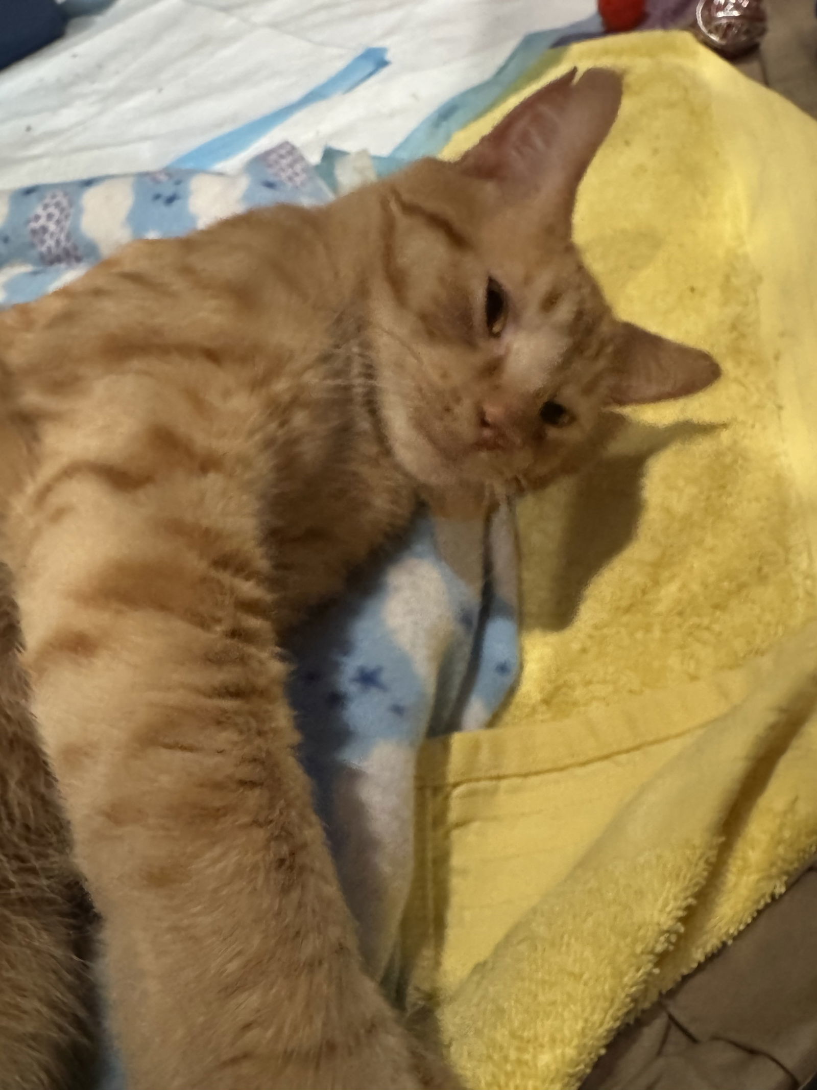 Oskar