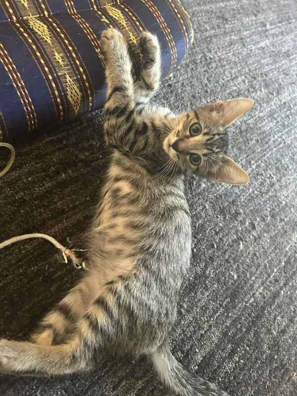 Tabbygail