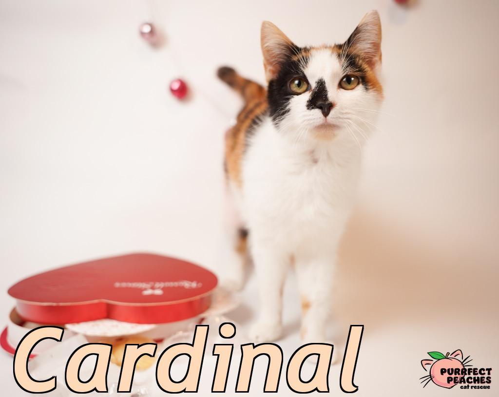 Cardinal
