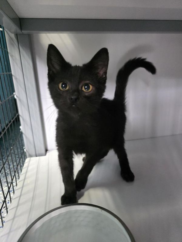 Kiki