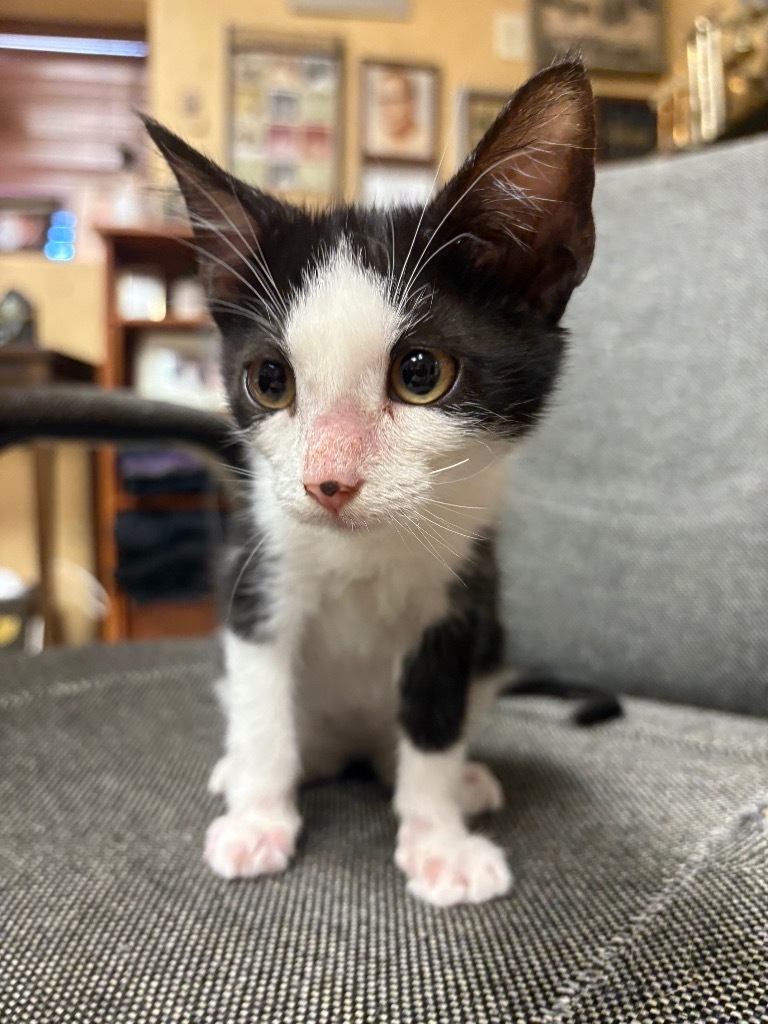 Cutie Patootie, an adoptable Domestic Short Hair in Corpus Christi, TX, 78415 | Photo Image 1