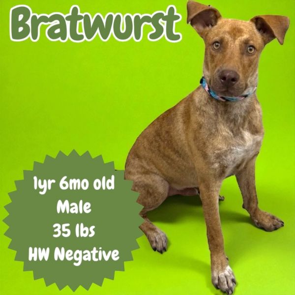 Bratwurst