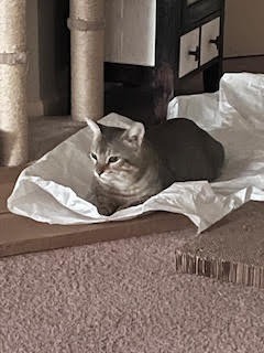 Archibald