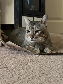 Archibald