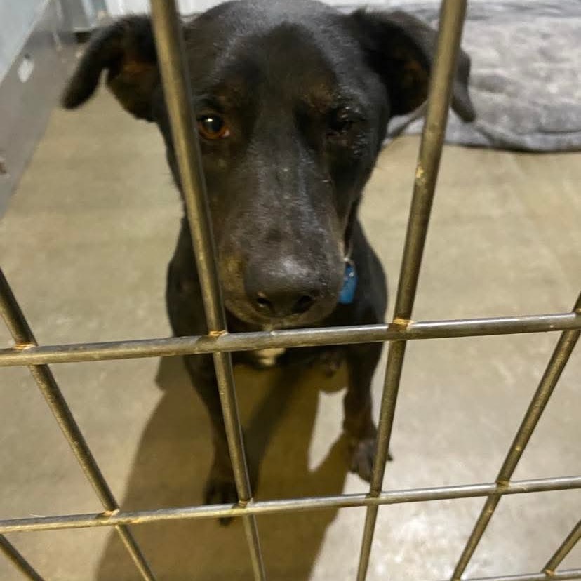 Katie, an adoptable Mixed Breed in Bismarck, ND, 58507 | Photo Image 1